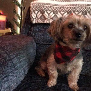 Meet your Posher, Daphne